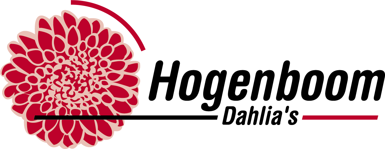 Hogenboom Dahlia